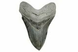 Serrated, Fossil Megalodon Tooth - South Carolina #365715-1